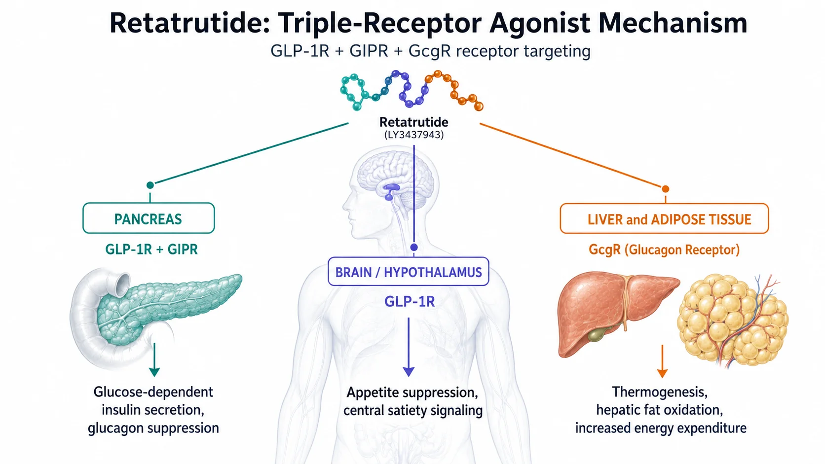 retatrutide cycle Retatrutide Beat Semaglutide by 7.9% in Phase 2 — Here's the Trial Data